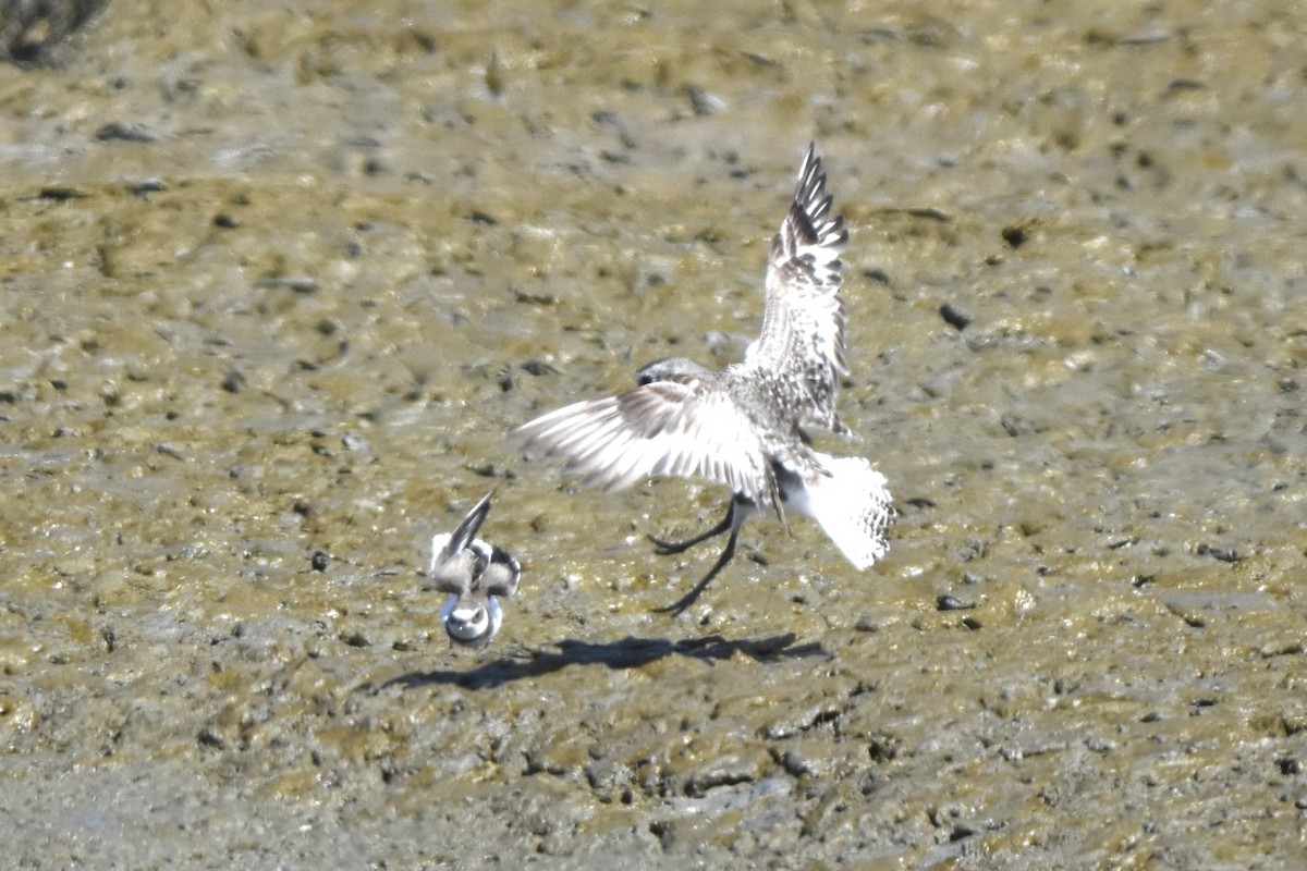 Black-bellied Plover - Mike Chen