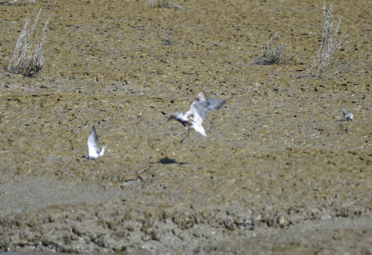 Black-bellied Plover - ML623218917