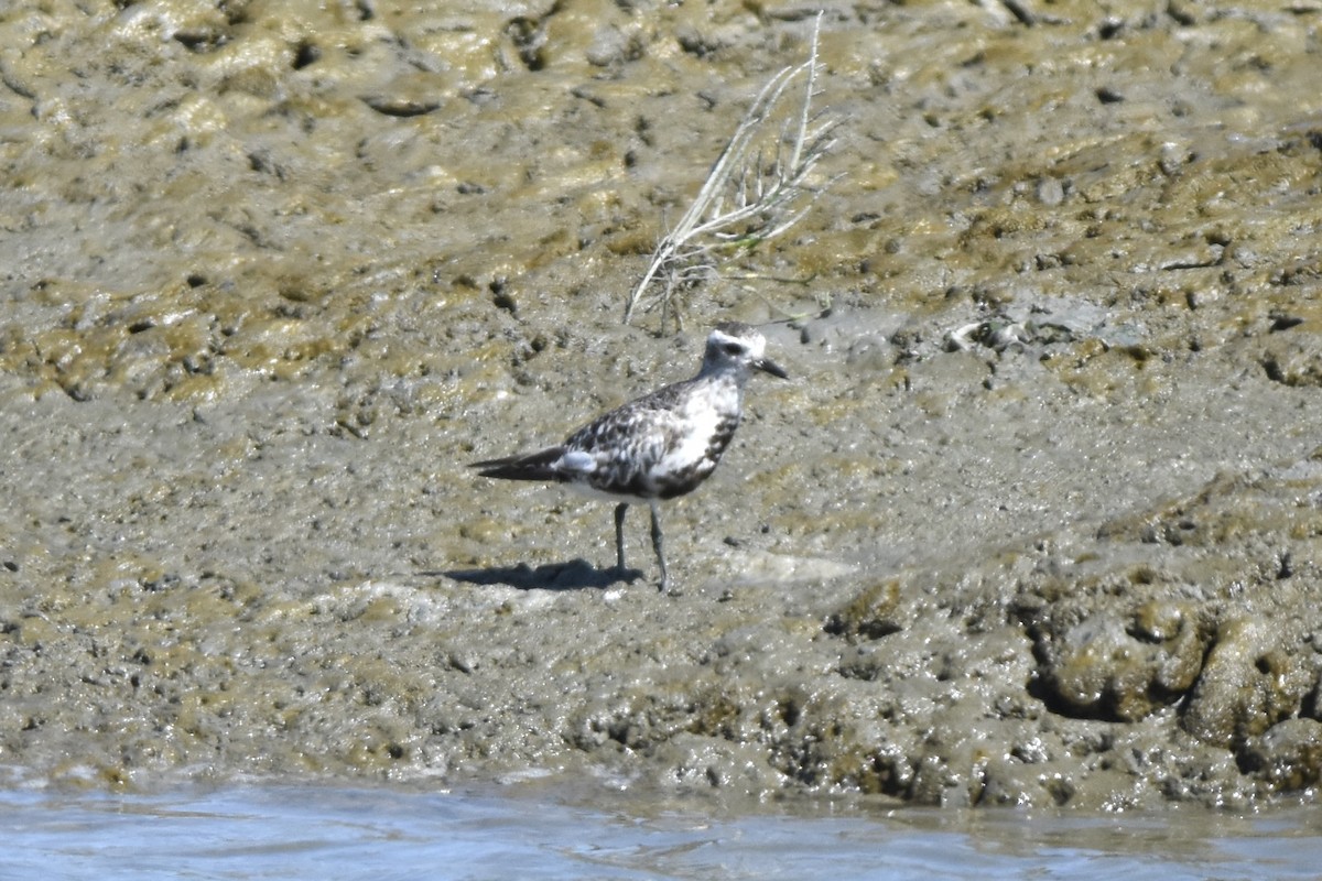 Black-bellied Plover - ML623218918