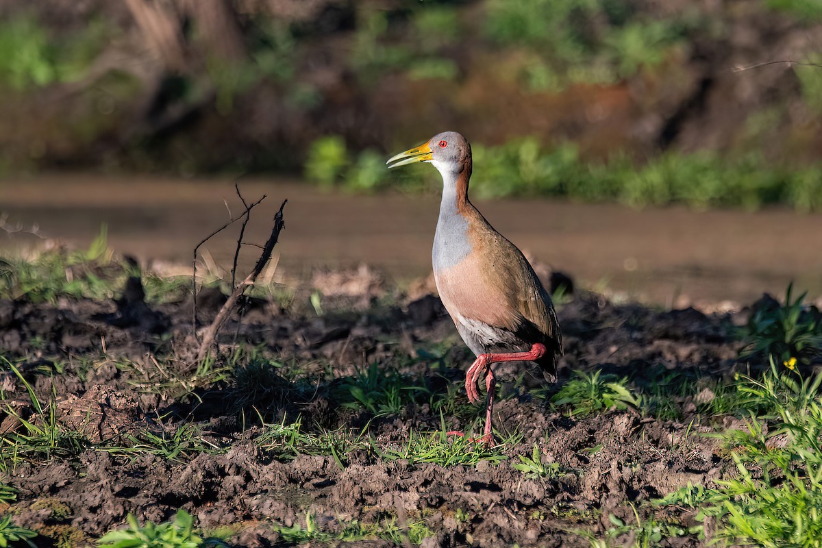 Giant Wood-Rail - ML623218920