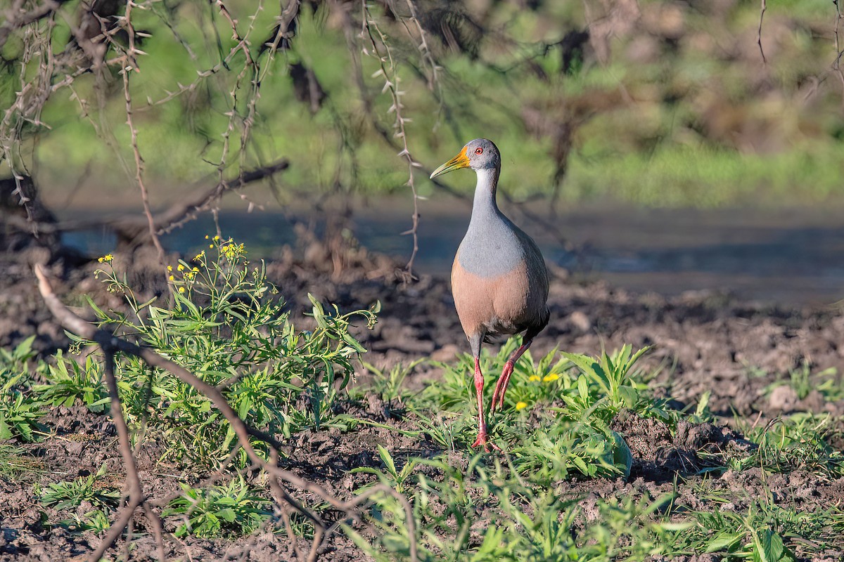 Giant Wood-Rail - Raphael Kurz -  Aves do Sul