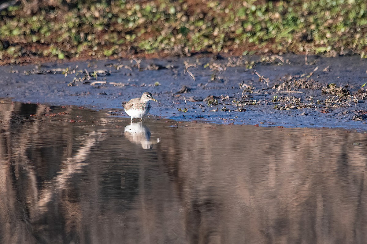 Solitary Sandpiper - ML623218927