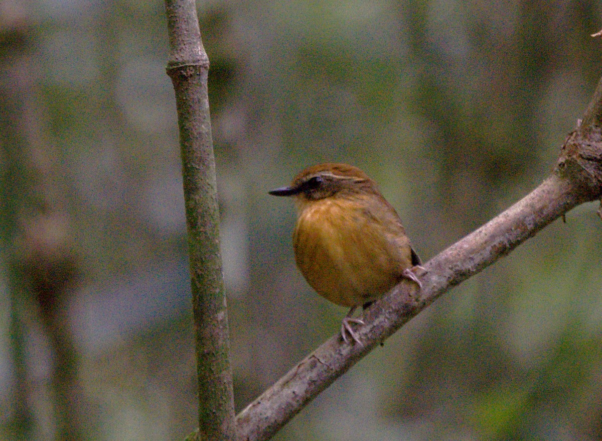 Black-cheeked Gnateater - Patrícia Hanate