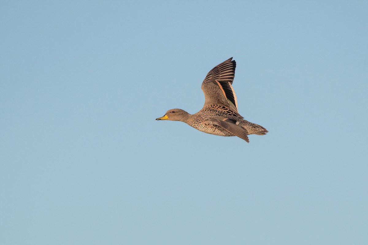 Yellow-billed Teal - ML623218935