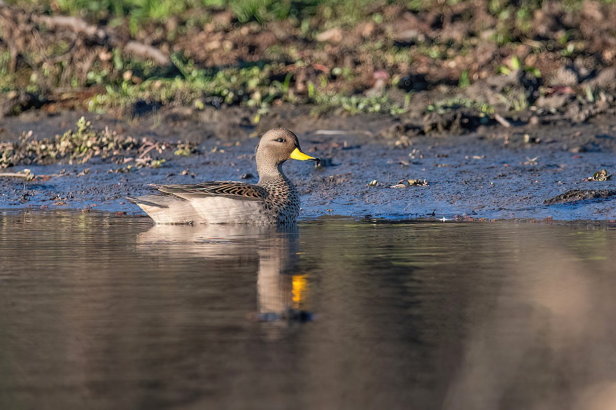 Yellow-billed Teal - ML623218937