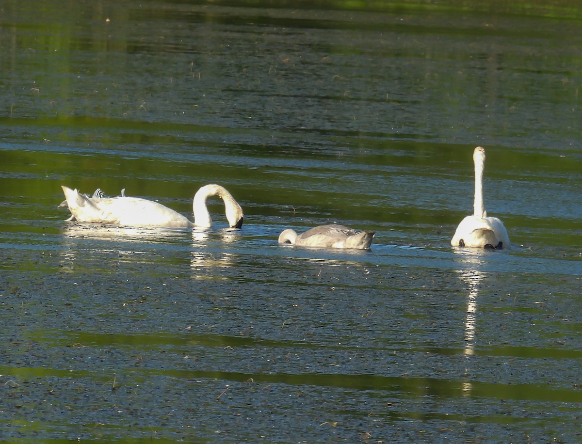 Trumpeter Swan - ML623218938