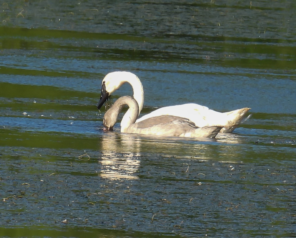 Trumpeter Swan - ML623218939