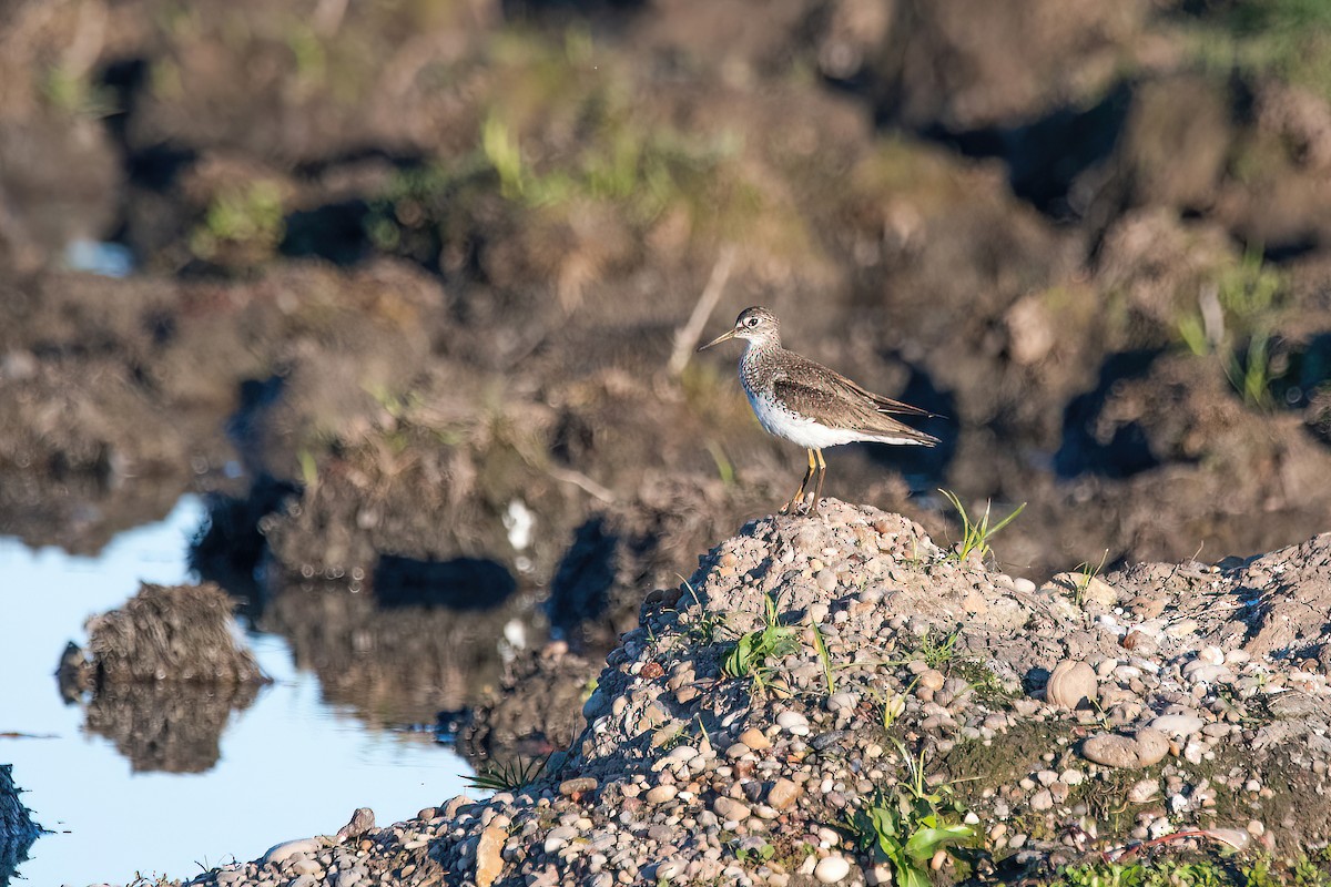 Solitary Sandpiper - ML623218944