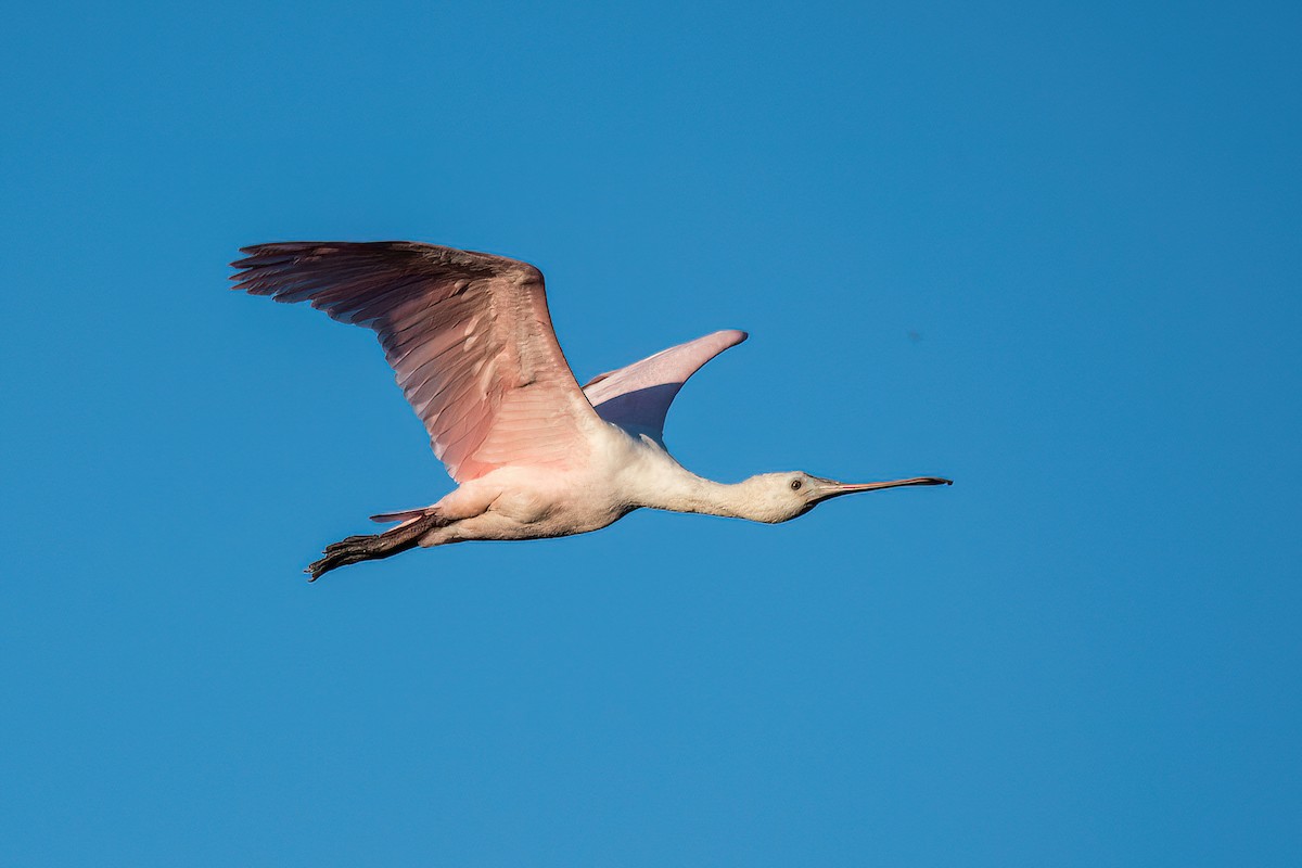 Roseate Spoonbill - ML623218948