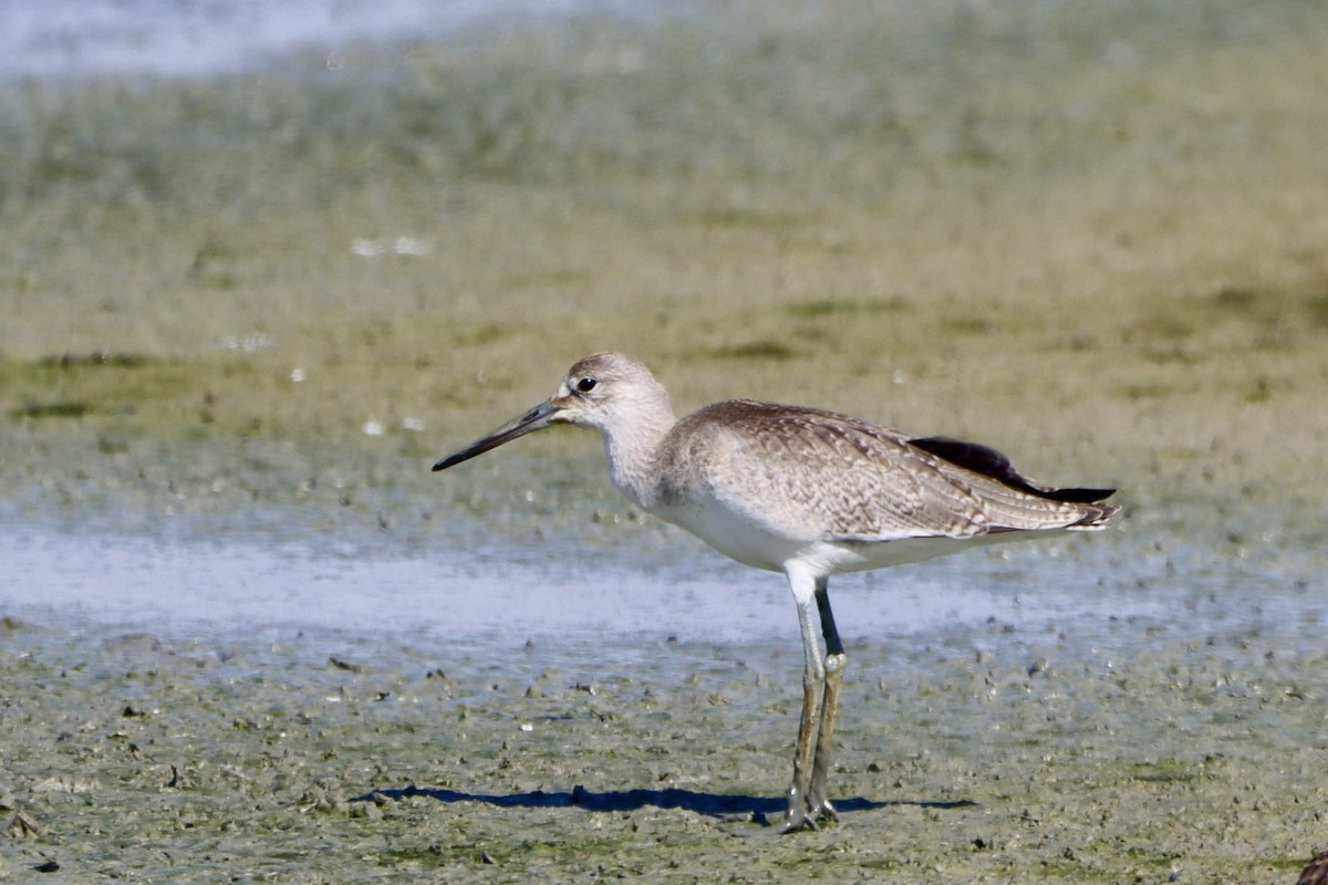 Willet - ML623218985