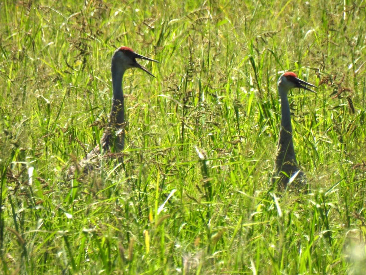 Sandhill Crane - Doug Gerlach