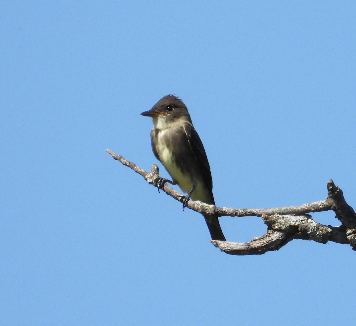 Olive-sided Flycatcher - Doug Willis