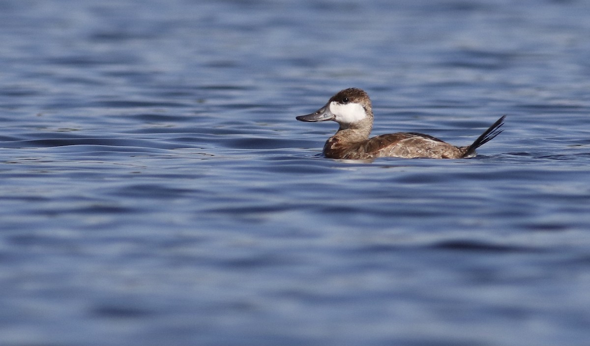 Ruddy Duck - ML623219040