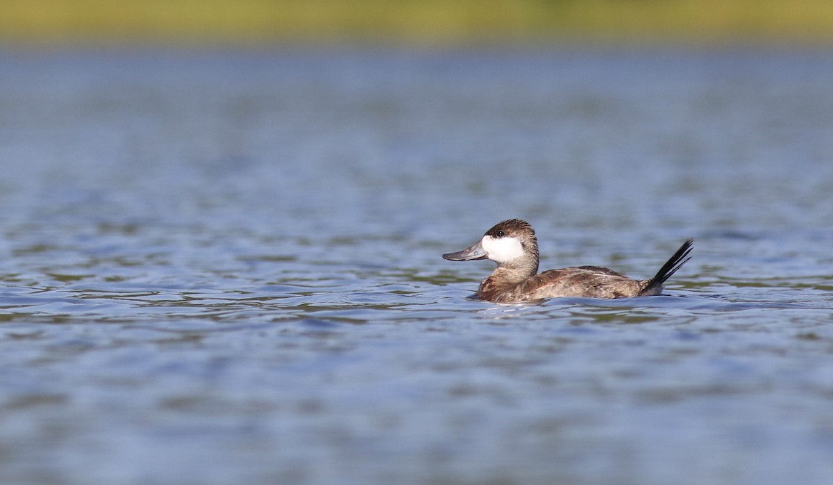 Ruddy Duck - ML623219041