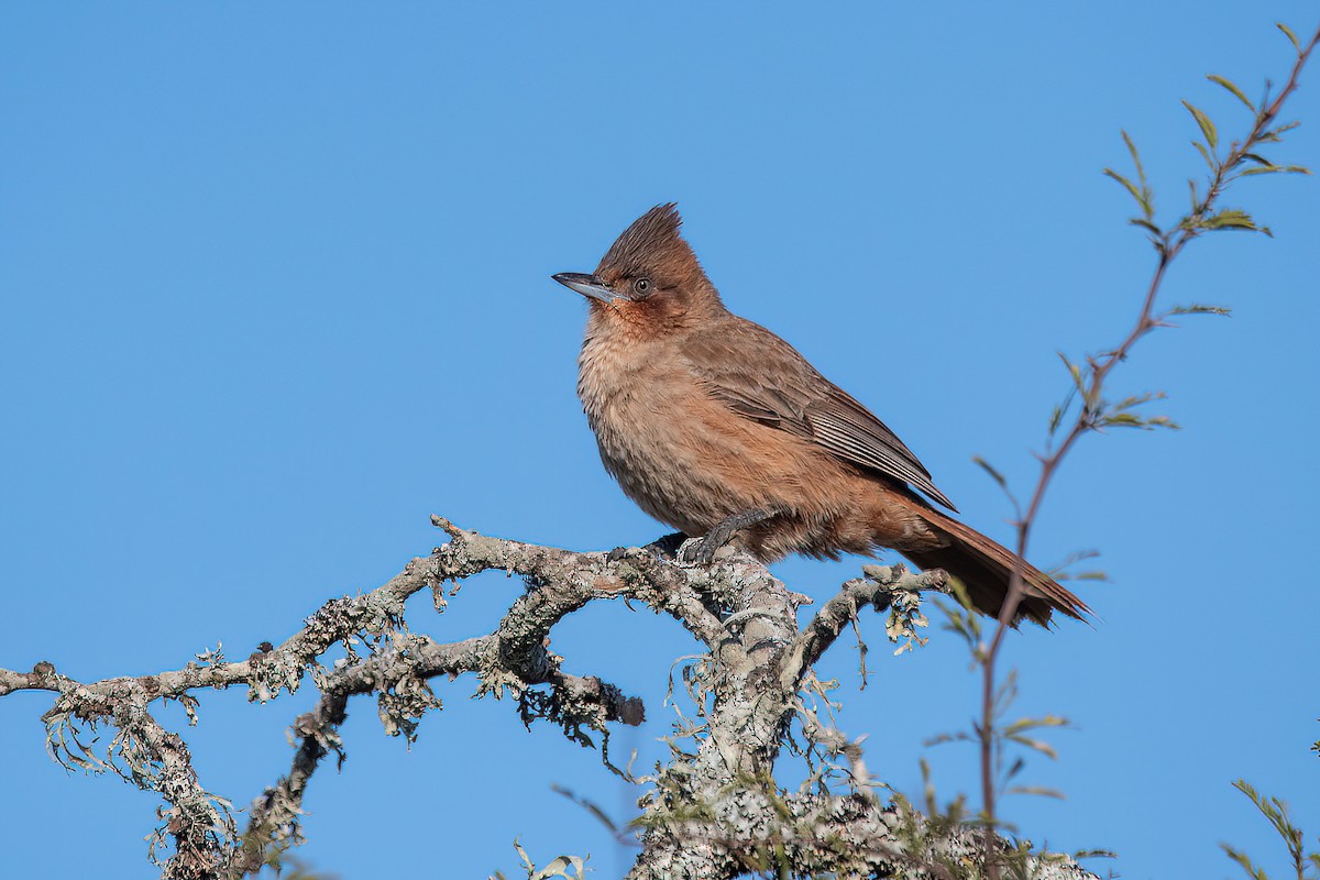 Brown Cacholote - ML623219074