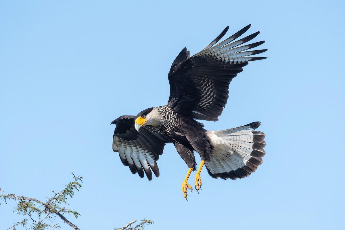 Crested Caracara - ML623219086