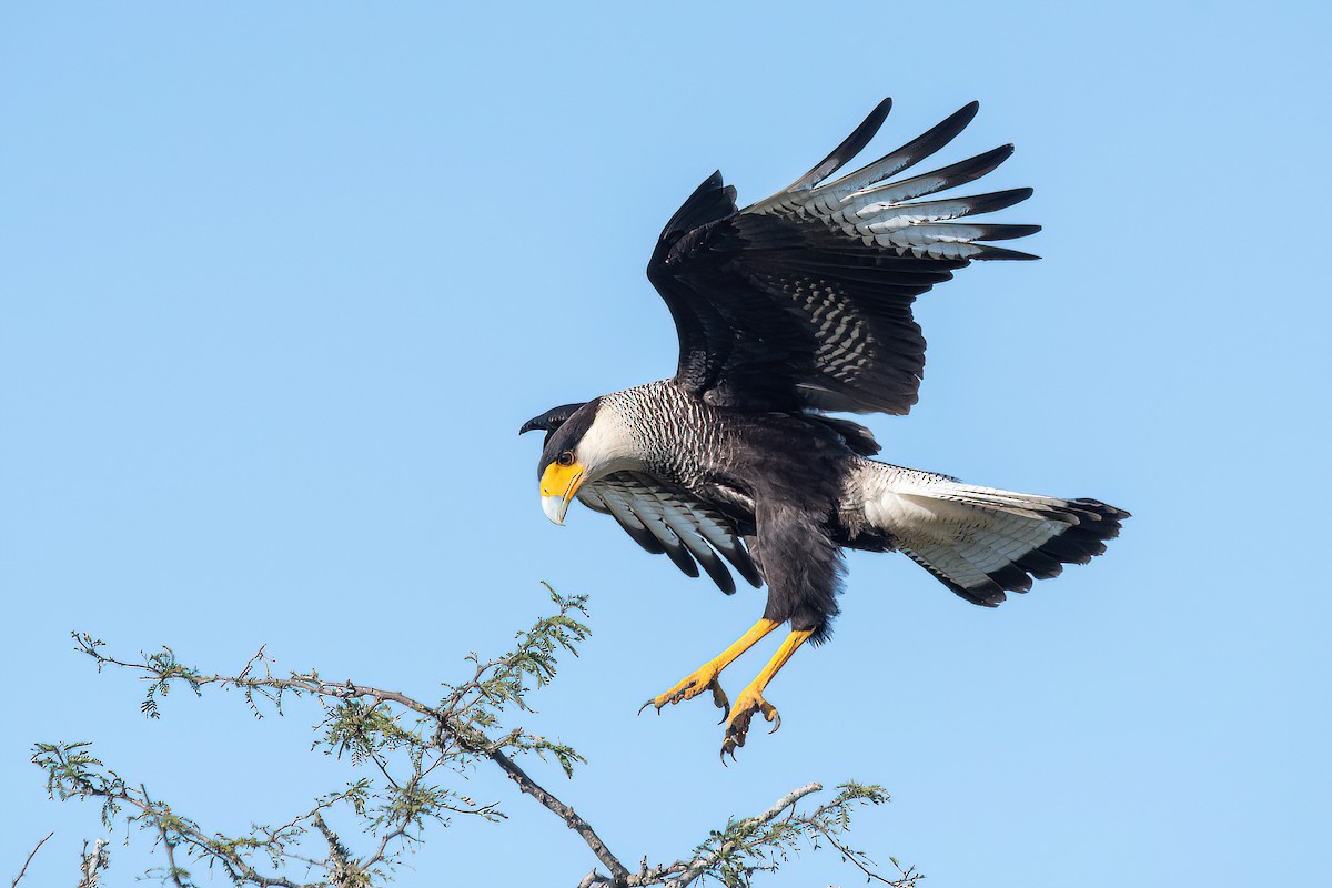 Crested Caracara - ML623219087