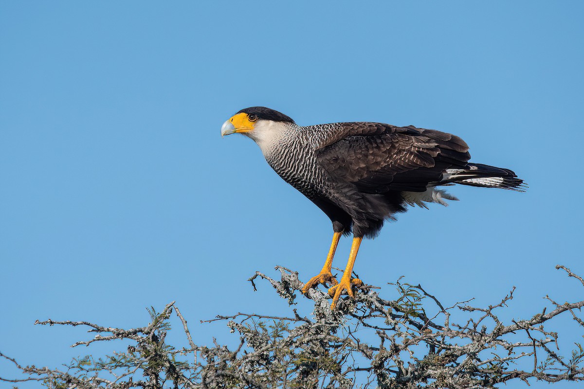 Crested Caracara - ML623219088