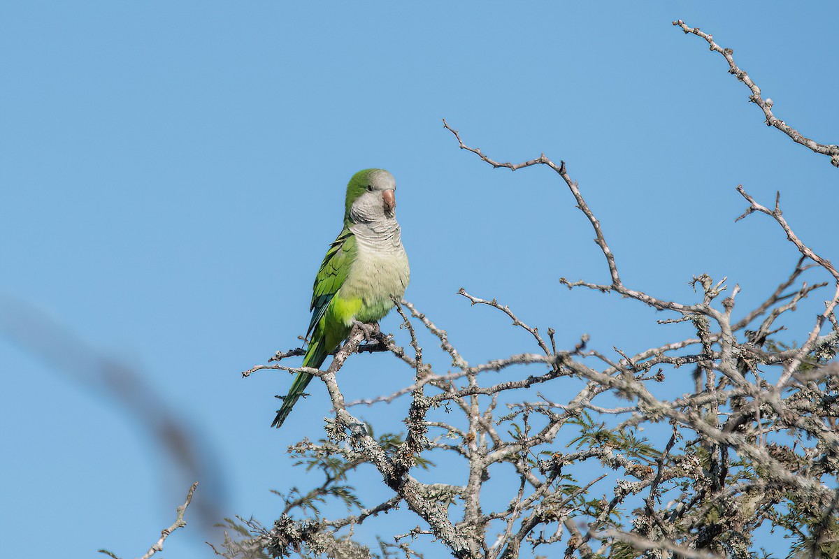 Monk Parakeet - Raphael Kurz -  Aves do Sul