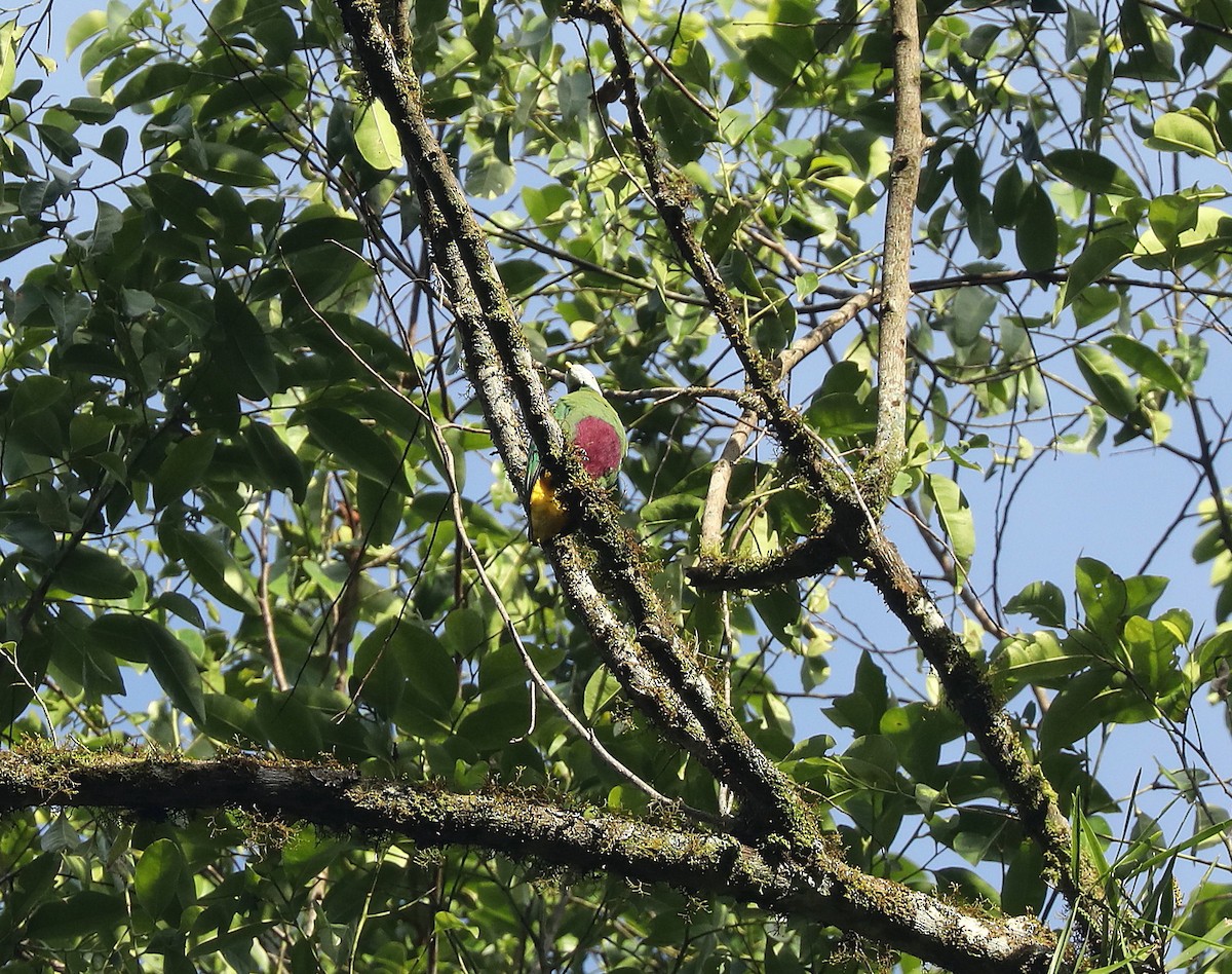 Gray-headed Fruit-Dove - ML623219096