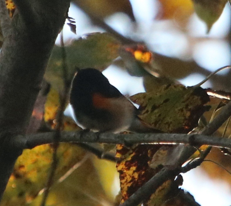 American Redstart - ML623219105