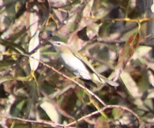 Red-eyed Vireo - ML623219111