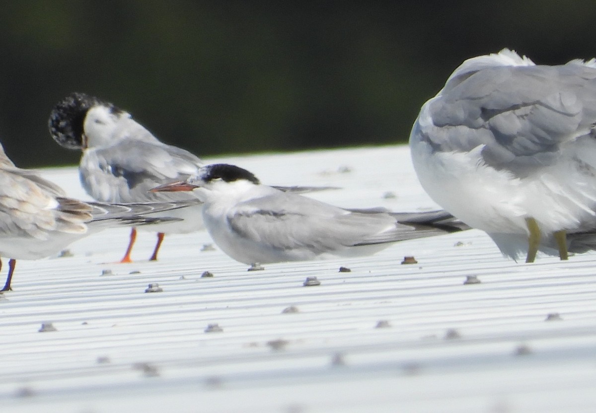 Common Tern - ML623219157