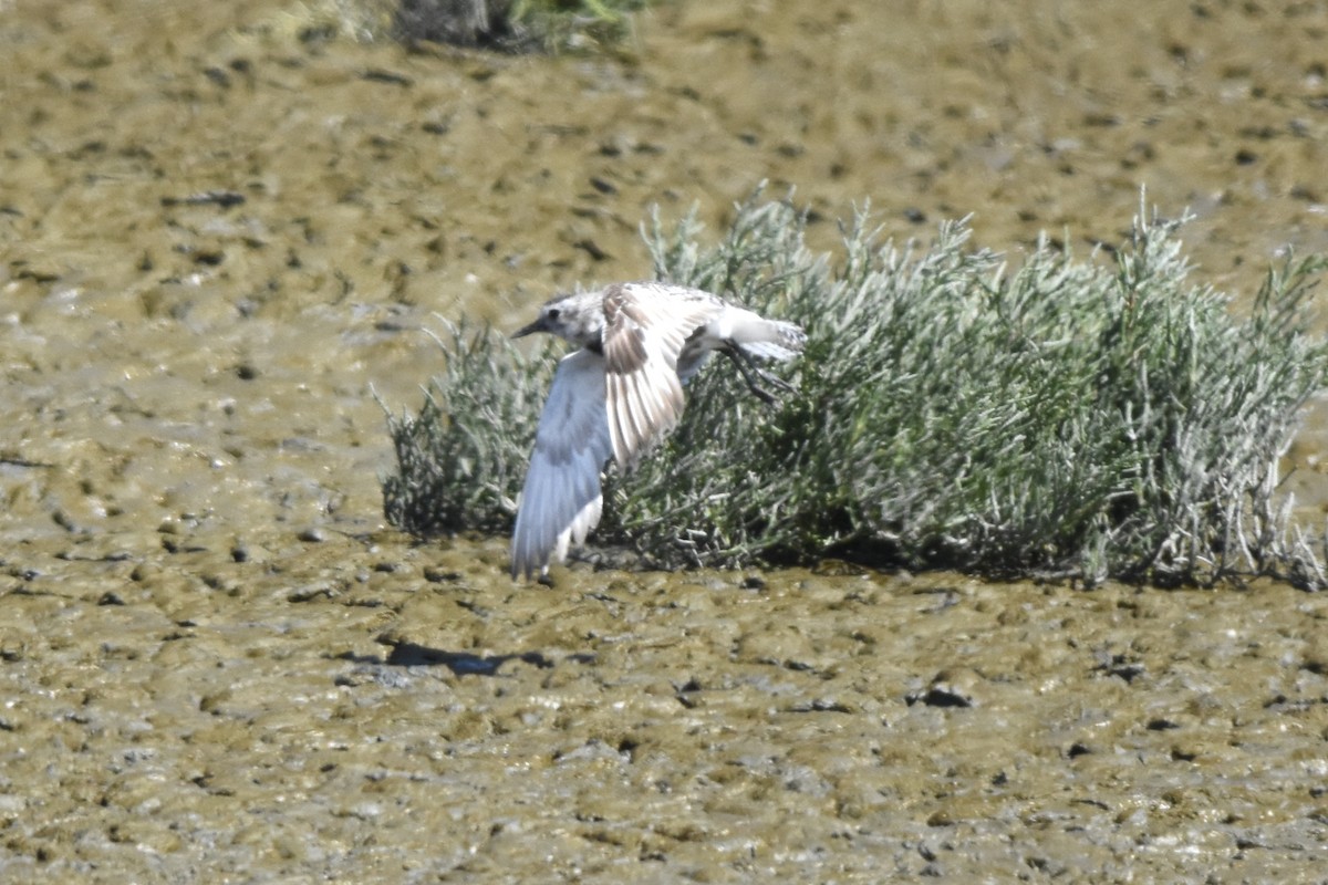 Black-bellied Plover - ML623219158