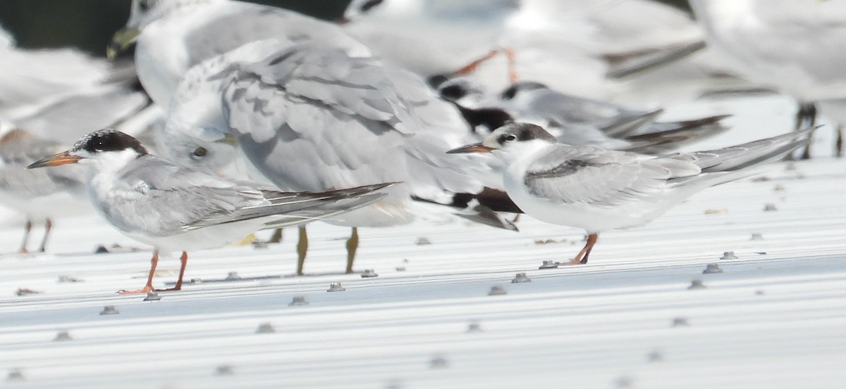 Common Tern - ML623219235