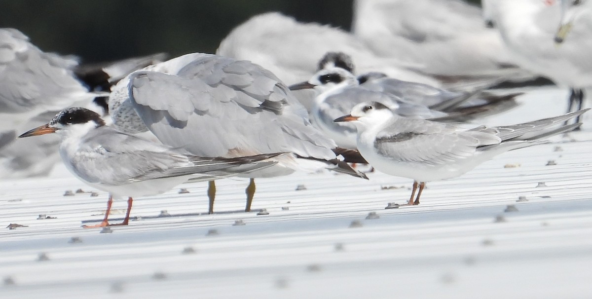 Common Tern - ML623219258