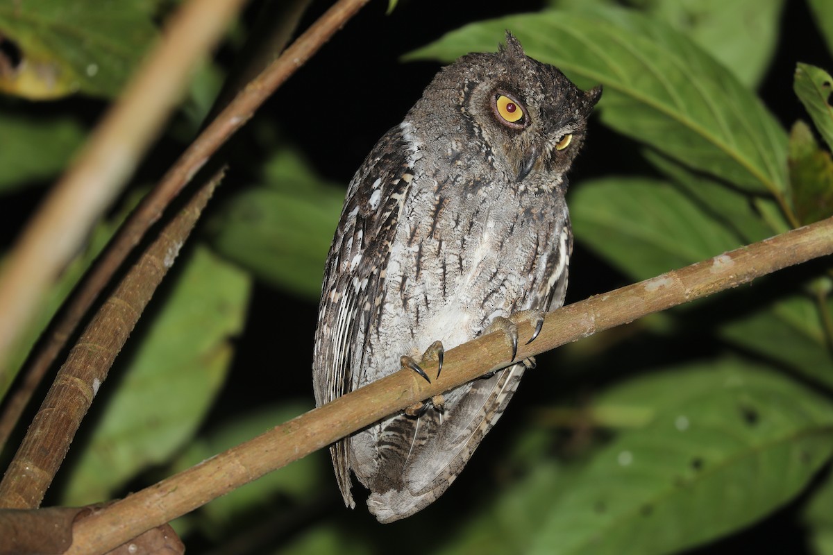 Moluccan Scops-Owl - ML623219268