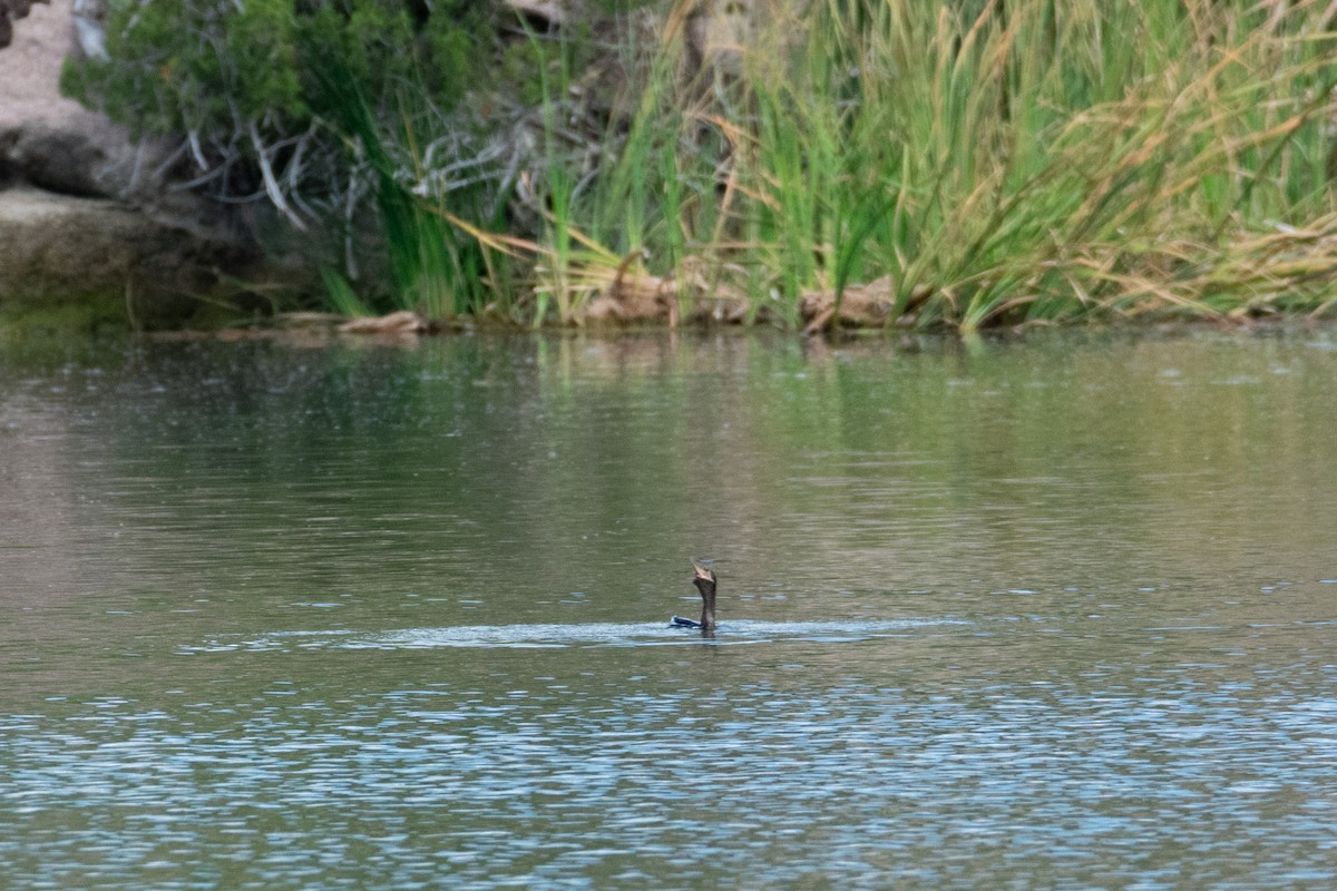 Neotropic Cormorant - ML623219271