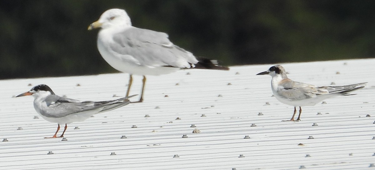 Forster's Tern - ML623219273