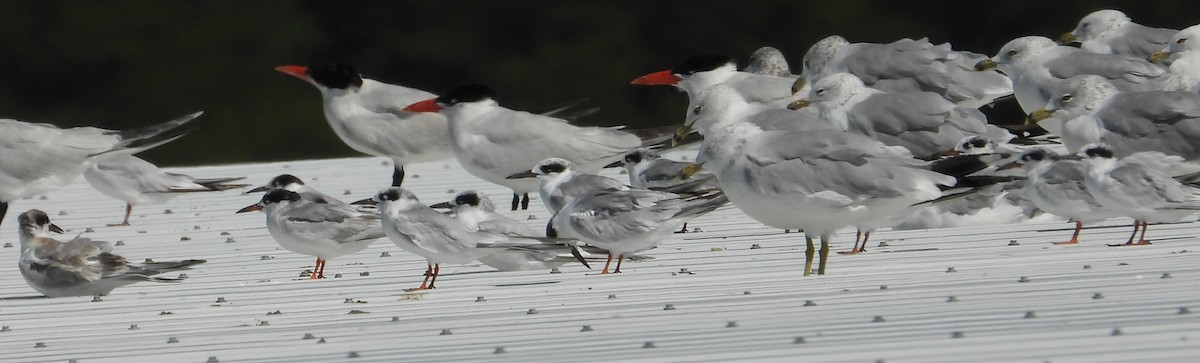 Forster's Tern - ML623219282