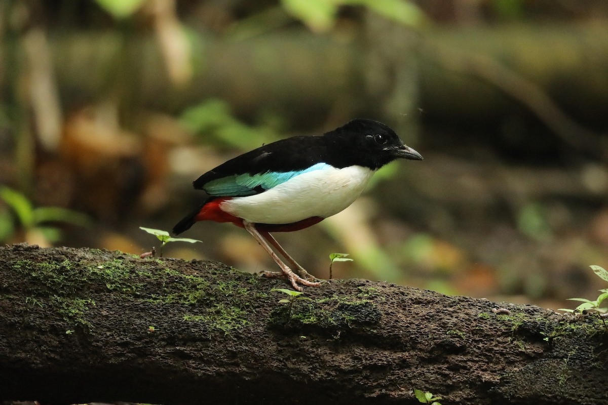 Ivory-breasted Pitta - ML623219308