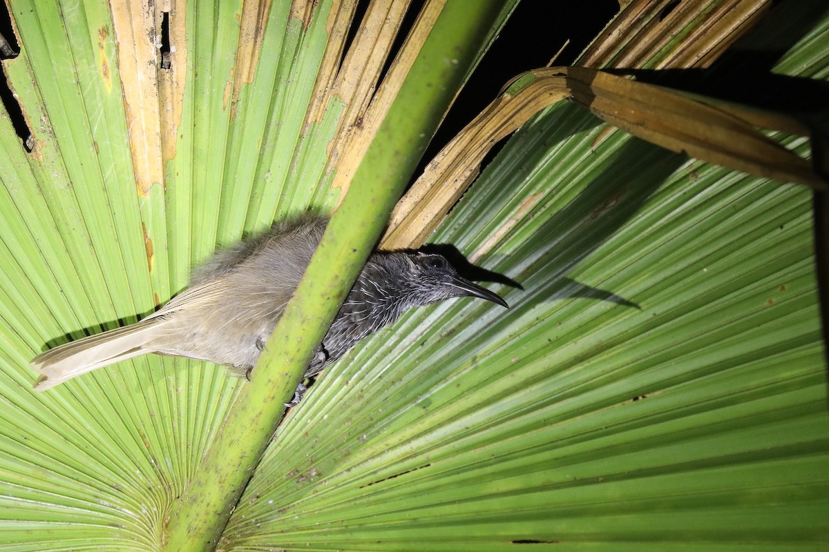 White-streaked Friarbird - ML623219323