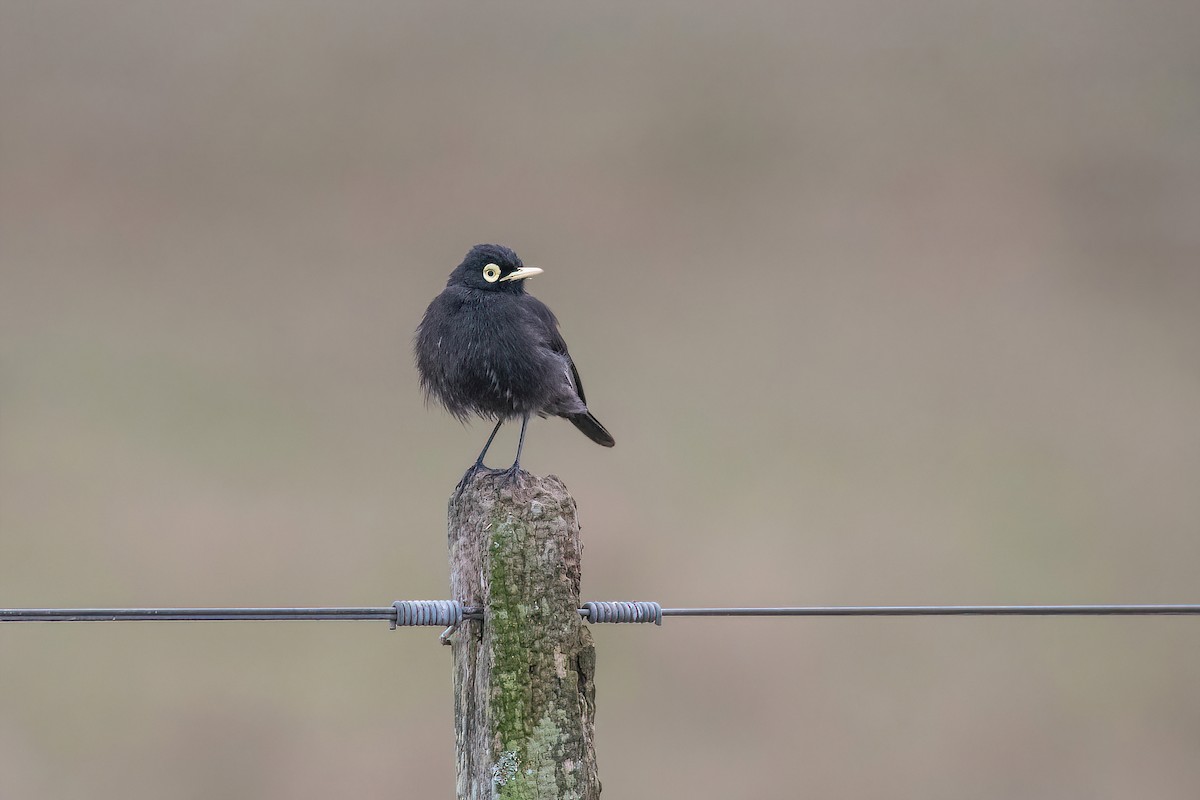 Spectacled Tyrant - ML623219369