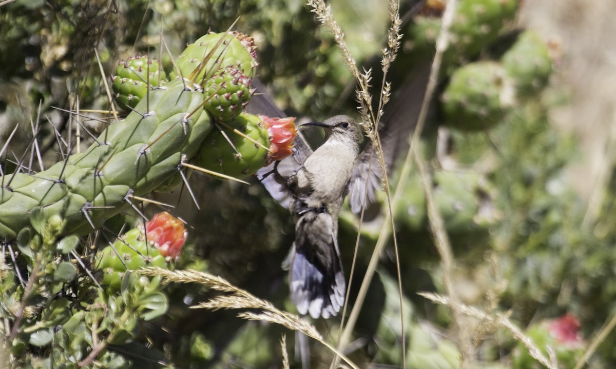 Black-breasted Hillstar - ML623219412