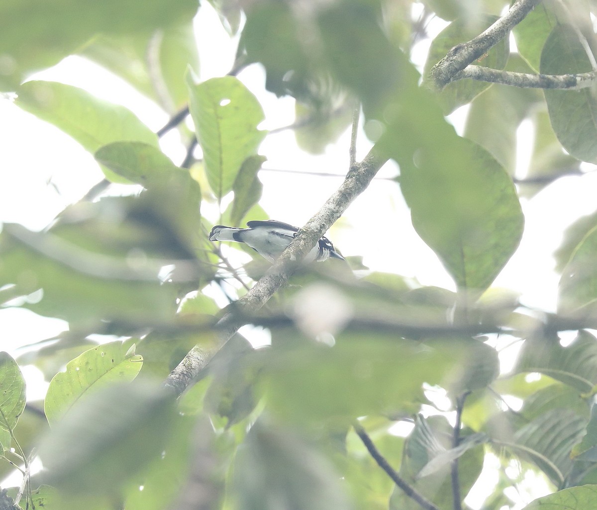 White-naped Monarch - ML623219428