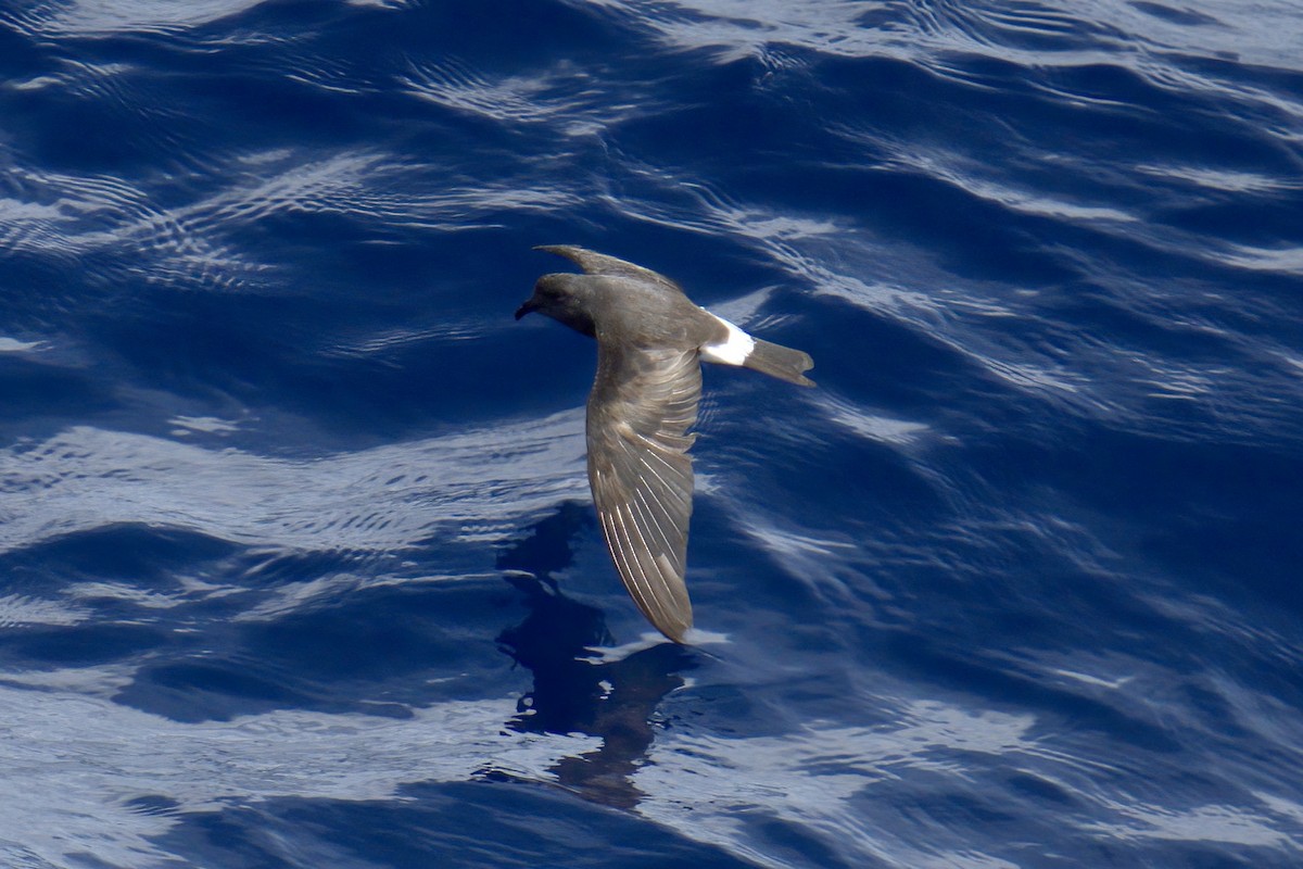 Band-rumped Storm-Petrel - ML623219482