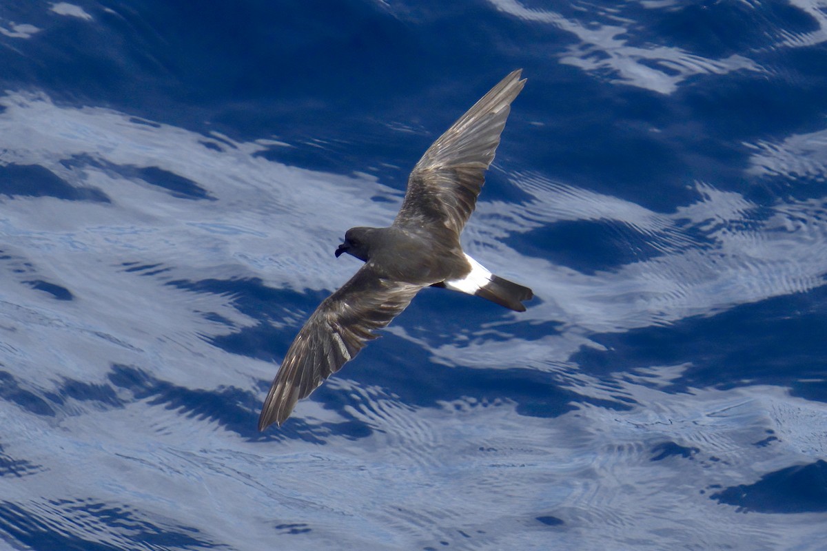 Band-rumped Storm-Petrel - ML623219484