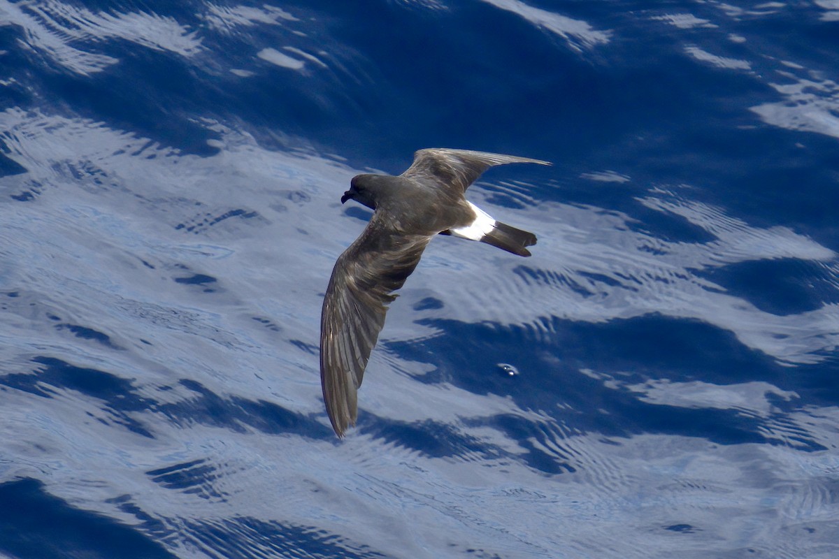 Band-rumped Storm-Petrel - ML623219485