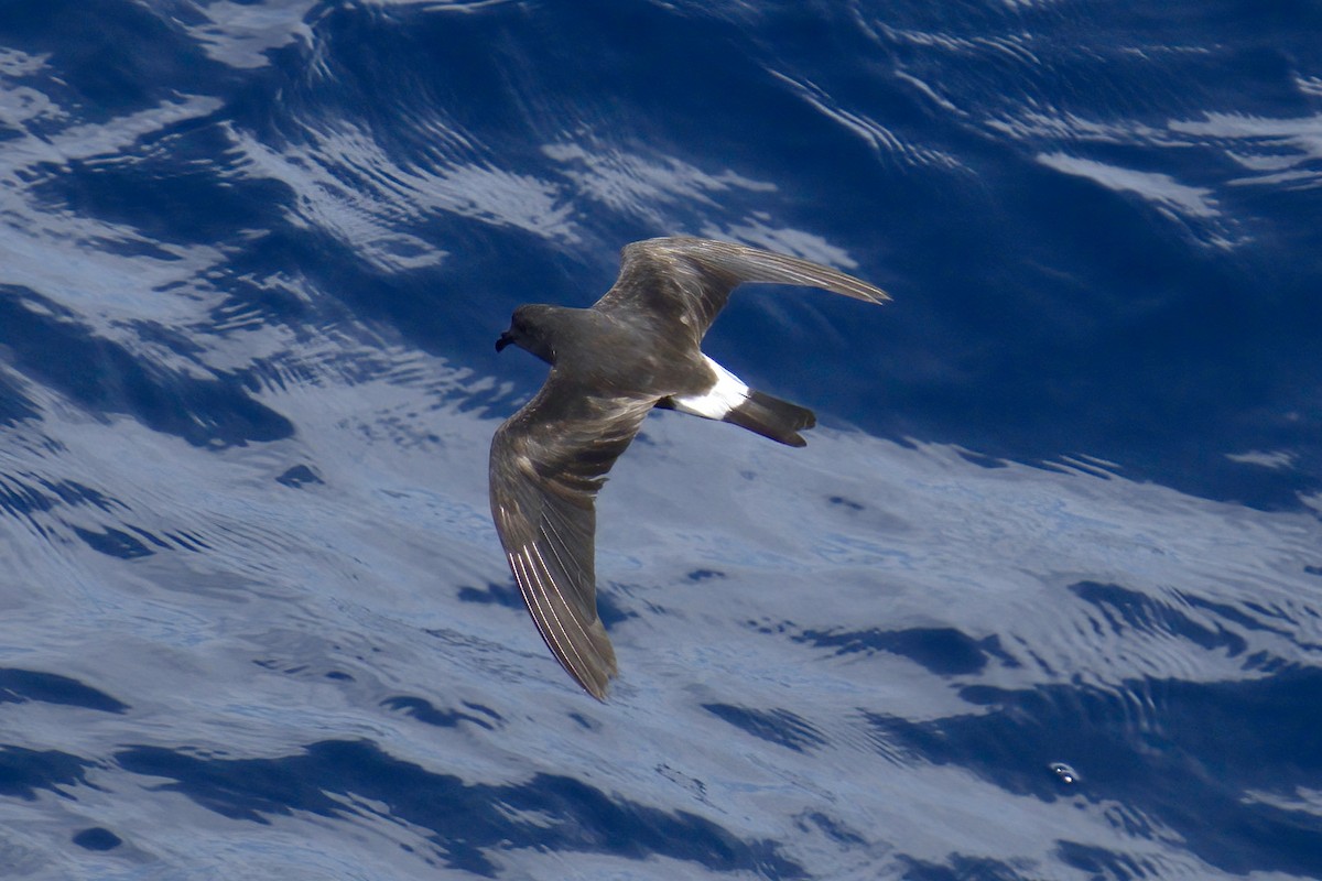 Band-rumped Storm-Petrel - ML623219486