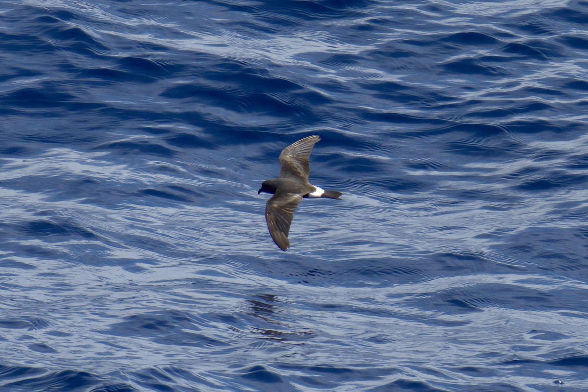 Band-rumped Storm-Petrel - ML623219487