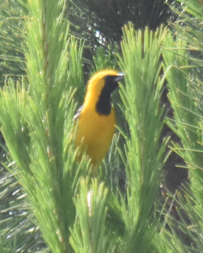 Hooded Oriole - ML623219518