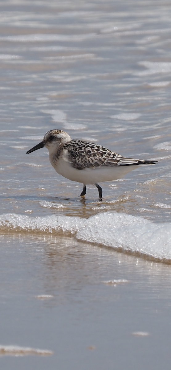 Sanderling - Richard  Laubach