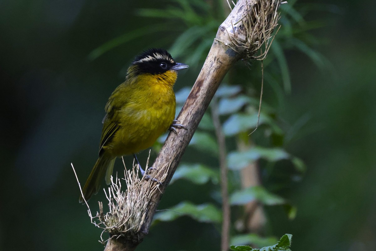 Black-capped Hemispingus - ML623219544