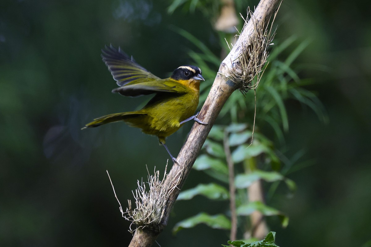 Black-capped Hemispingus - ML623219545