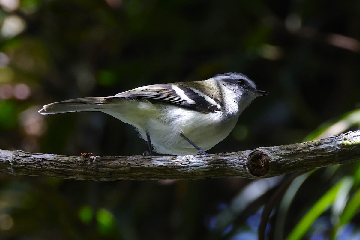 White-banded Tyrannulet - ML623219548