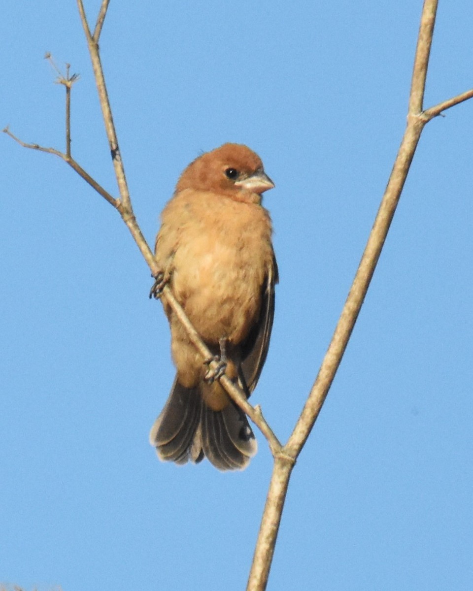 Blue Grosbeak - ML623219578